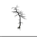 Dry Leafless Tree with Slender Trunk and Fibrous Roots on White Background