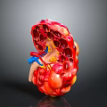 Human Kidney Anatomical Model Showing Internal Structure Blood Vessels And Detailed Medical Education Features