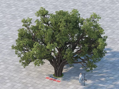 Tall 6 Meters Arbor Tree With Lush Green Canopy In Paved Outdoor Space 3d model