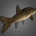 Freshwater Fish Creature With Large Eyes And Detailed Fins On Grey Background
