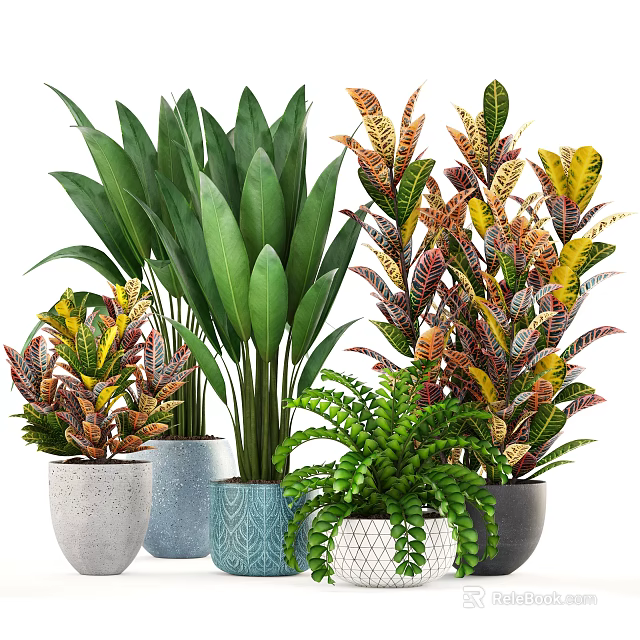 Assorted Potted Plants With Vibrant Green And Colorful Variegated Leaves In Ceramic Woven Pots 3d model 