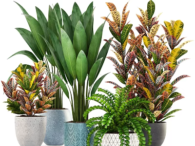 Assorted Potted Plants With Vibrant Green And Colorful Variegated Leaves In Ceramic Woven Pots 3d model