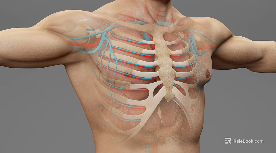 Medical Device 3D Anatomical Model Visualizing Thoracic Cavity Ribs And Blood Vessels 3d model 