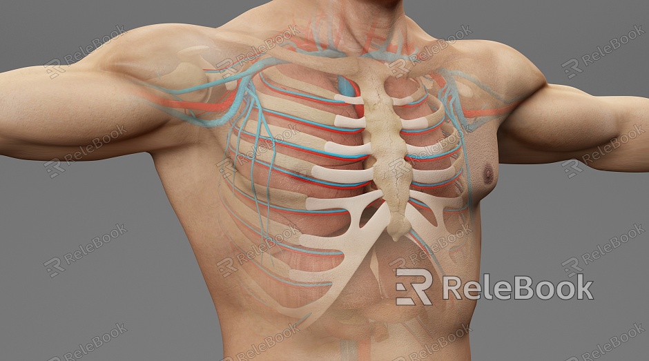 modern human sternum model