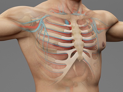 modern human sternum model