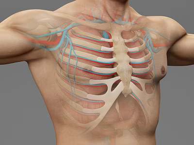 Medical Device 3D Anatomical Model Visualizing Thoracic Cavity Ribs And Blood Vessels 3d model