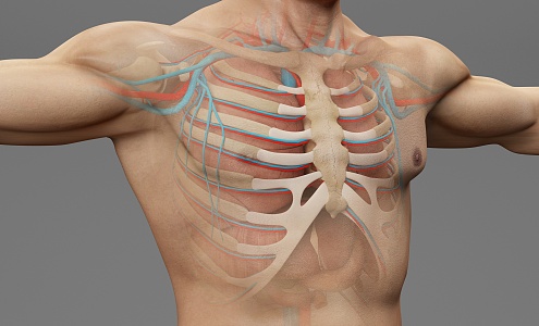 modern human sternum 3d model