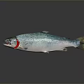 Vibrant Rainbow Trout With Colorful Scales Silver Body And Red Stripe On Dark Reflective Surface