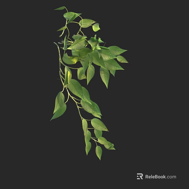 Lush Green Hanging Plant With Slender Stems And Dense Leaves On Black Background 3d model 