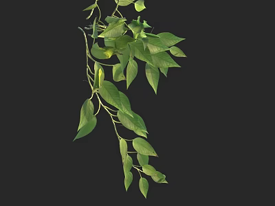Lush Green Hanging Plant With Slender Stems And Dense Leaves On Black Background 3d model