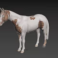 Brown And White Spotted Horse 3D Model Standing On Black Background 3d model