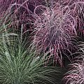 Diverse Green and Purple Ornamental Grasses for Lush Garden Landscaping