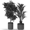 Various Green Leafy Potted Plants In Black Ceramic Pots For Indoor Decoration