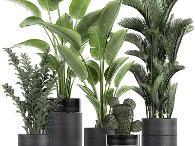 Indoor Decorative Potted Plants With Various Green Leaves And Black Pots 3d model