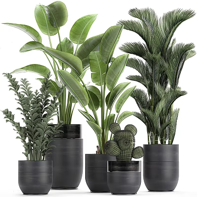 Indoor Decorative Potted Plants With Various Green Leaves And Black Pots 3d model