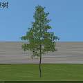Tall Sassafras Tree With Green Foliage Standing On Green Grassland Under Blue Sky