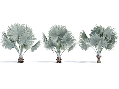 Three Palm Trees With Large Green Fronds And Sturdy Trunks 3d model