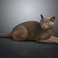 Relaxed Gray Cat Lying Down on Black Surface with Yellow Eyes