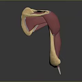 3D Anatomical Model Displaying Muscle And Joint Structure With Red Yellow Components