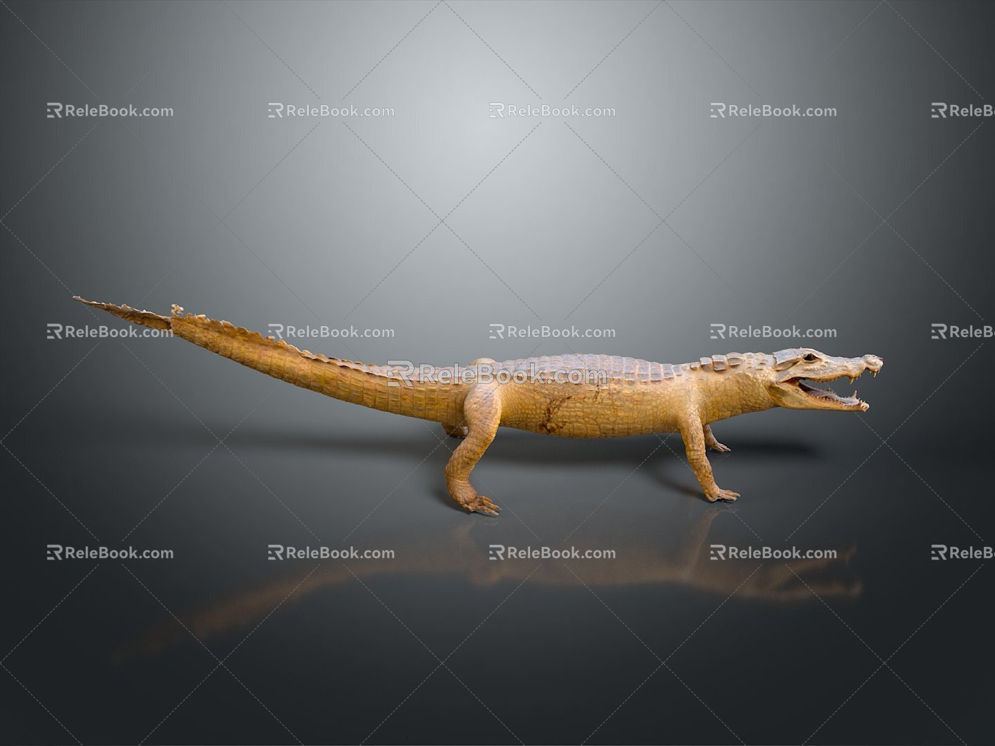 Crocodile Alligator Nile Crocodile carnivore reptile cold-blooded animal reptile reptile 3d model