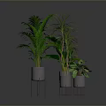 Various Green Indoor Plants In Metal Stand Pots For Modern Home Decor