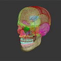 Human Skull Anatomical Model Showing Detailed Bone Structure And Dental Features 3d model