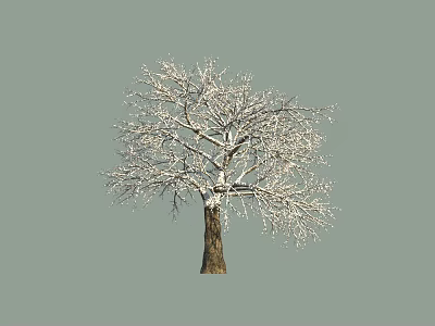 Leafless Tree with Snow Covered Branches Brown Trunk and Gray Background 3d model