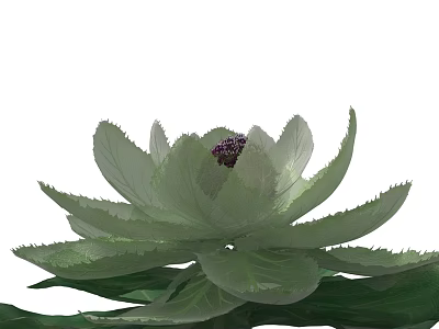 Beautiful Green Lotus Flower with Soft Petals and Purple Center 3d model