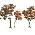 Three Trees With Orange Brown Leaves And Birds Perching On Branches And Roots