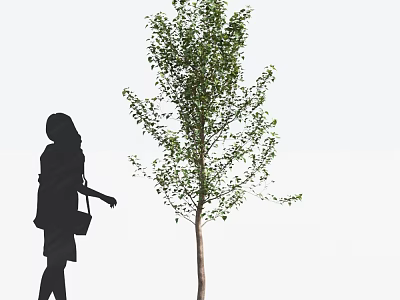 Tall Arbor With Green Leaves And Person Silhouette Walking Beside 3d model