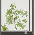 Lush Green Tree Against White Wall with Fern Plant and Decorative Base
