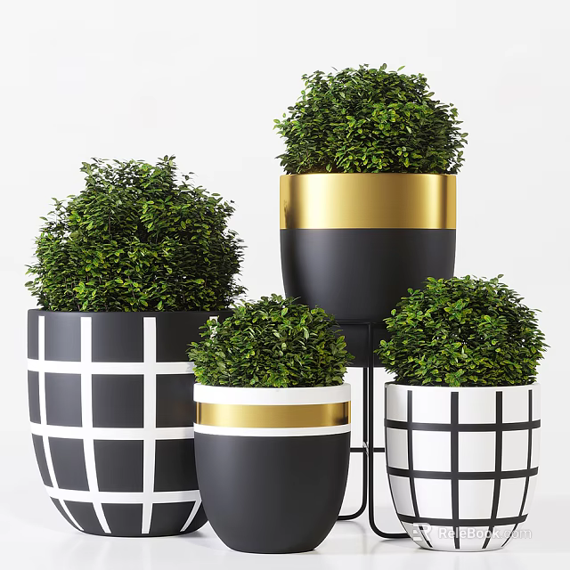 Bonsai Potted Plants with Black White Grid and Gold Rim Planters Lush Green Foliage 3d model 