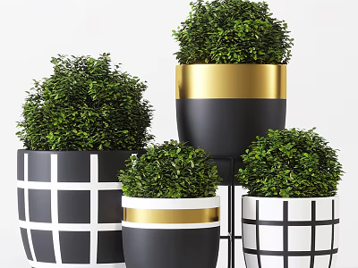 Bonsai Potted Plants with Black White Grid and Gold Rim Planters Lush Green Foliage 3d model