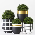 Bonsai Potted Plants with Black White Grid and Gold Rim Planters Lush Green Foliage