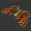 Stunning Brown And Yellow Spotted Butterfly With Open Wings On Dark Background