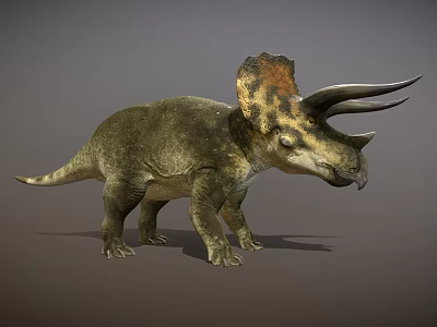 Highly Detailed Triceratops Dinosaur 3D Model With Horned Head And Frill 3d model
