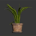 Green Leafy Indoor Plant In Terracotta Pot With Long Curved Leaves