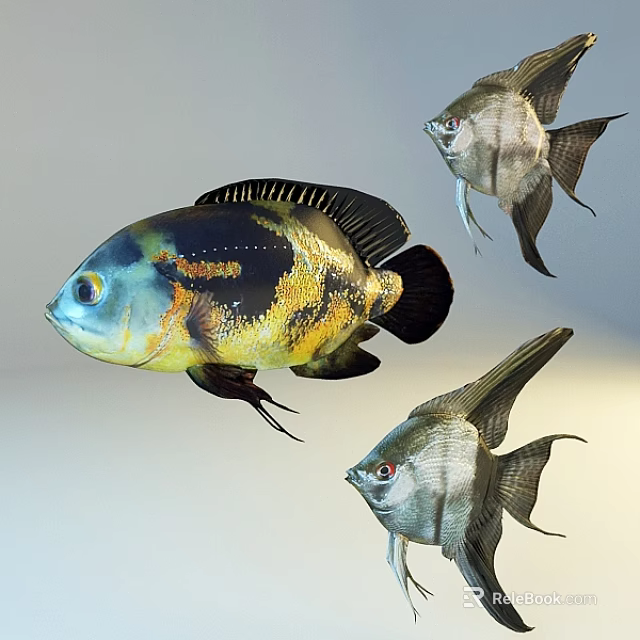 Colorful Aquatic Fish With Yellow Black Patterns And Silver Bodies And Long Fins 3d model 