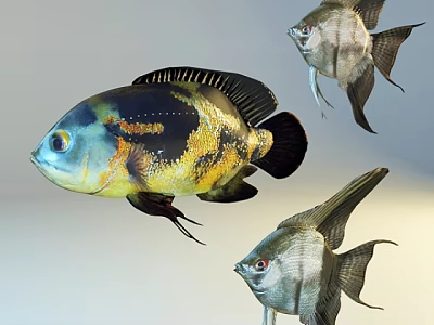 Colorful Aquatic Fish With Yellow Black Patterns And Silver Bodies And Long Fins 3d model