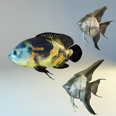 Colorful Aquatic Fish With Yellow Black Patterns And Silver Bodies And Long Fins 3d model Colorful Aquatic Fish With Yellow Black Patterns And Silver Bodies And Long Fins 3d model
