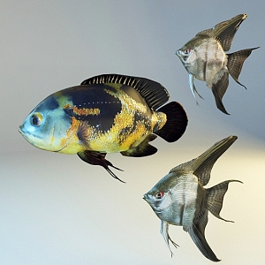 Fish 3d model