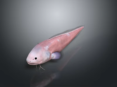 Pink Aquatic Fish With Long Body Large Eyes And Whisker Like Structures On Dark Background 3d model