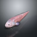 Pink Aquatic Fish With Long Body Large Eyes And Whisker Like Structures On Dark Background