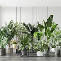 Indoor Potted Plants Collection With Various Green Leafy Species And Decorative Pots