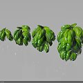 Four Pots of Basil Plants With Lush Green Leaves Arranged on Black Background and Reflections