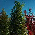Vibrant Green Red and Yellow Bushes Growing Against Dark Blue Night Sky