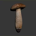 Fresh Wild Mushroom Plant with Brown Cap and Textured White Stem