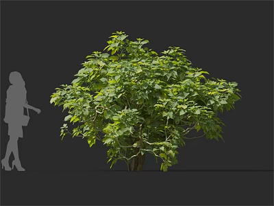 Lush Green Tree With Dense Foliage And Female Silhouette In Background 3d model