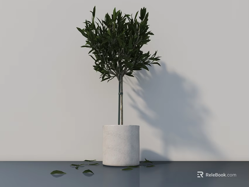 Indoor Potted Olive Tree In White Cylindrical Pot With Light Wall Background And Fallen Leaves 3d model 