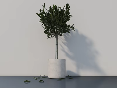 Indoor Potted Olive Tree In White Cylindrical Pot With Light Wall Background And Fallen Leaves 3d model